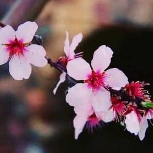 Meet your Posher, Nohemia